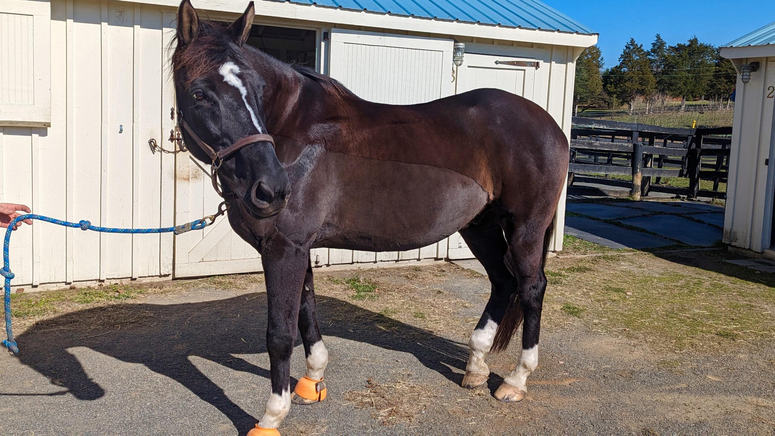 black horse with a trace clip in the sunshine