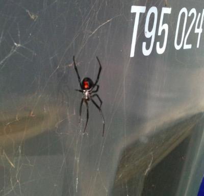 black widow spider on a trash bin