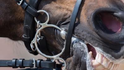 elevator bit and flash on a horse