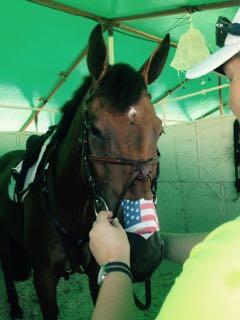 horse with flag nose strips