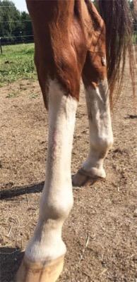 horse A after treatment for EPD