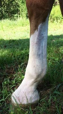 white horse leg with some scabs