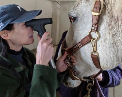 vet looking at a horse's eye
