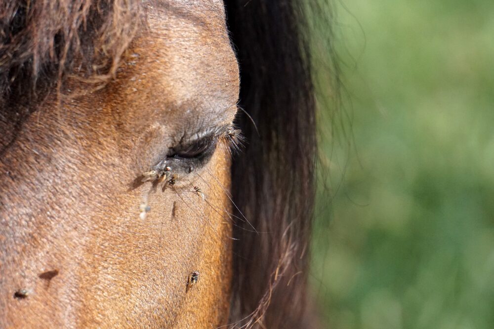 many small flies on a horse's face and around the eye