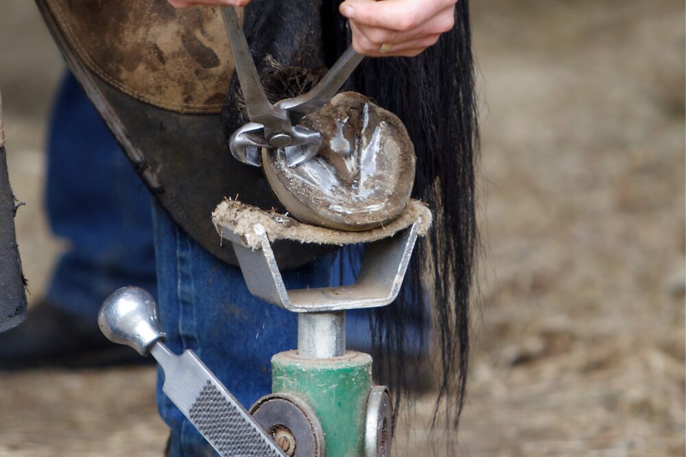 farrier using a nipper to trim a horse hoof resting on a stand