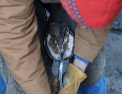 farrier using hoof testers on a hoof