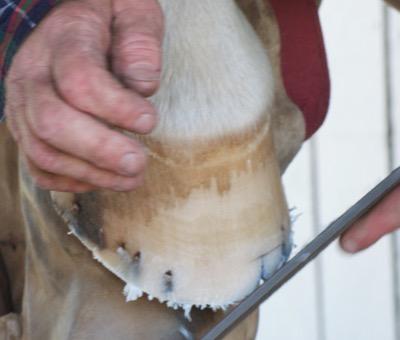 hoof-rasp