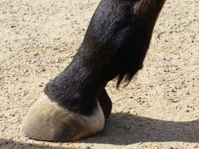tiny fetlock on barefoot horse