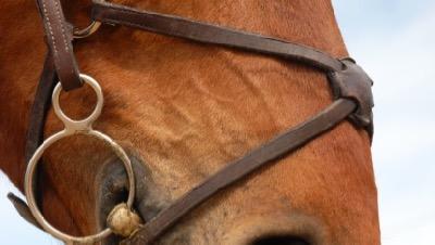 figure 8 style of noseband