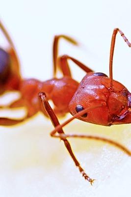 up close of a fire ant
