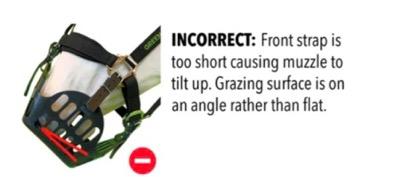 incorrect position of grazing muzzle