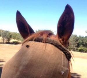 horse-in-fly-mask