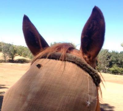 horse-in-fly-mask