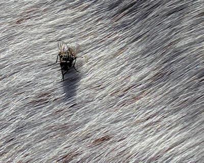 small fly on a gray horse