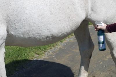 fly spraying the belly of a horse