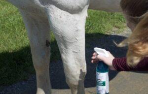 fatty acid based fly spray on horse legs