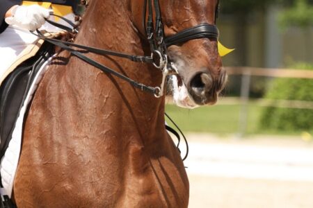 dressage horse in double bridle showing an open mouth and lots of foam around the lips and bits