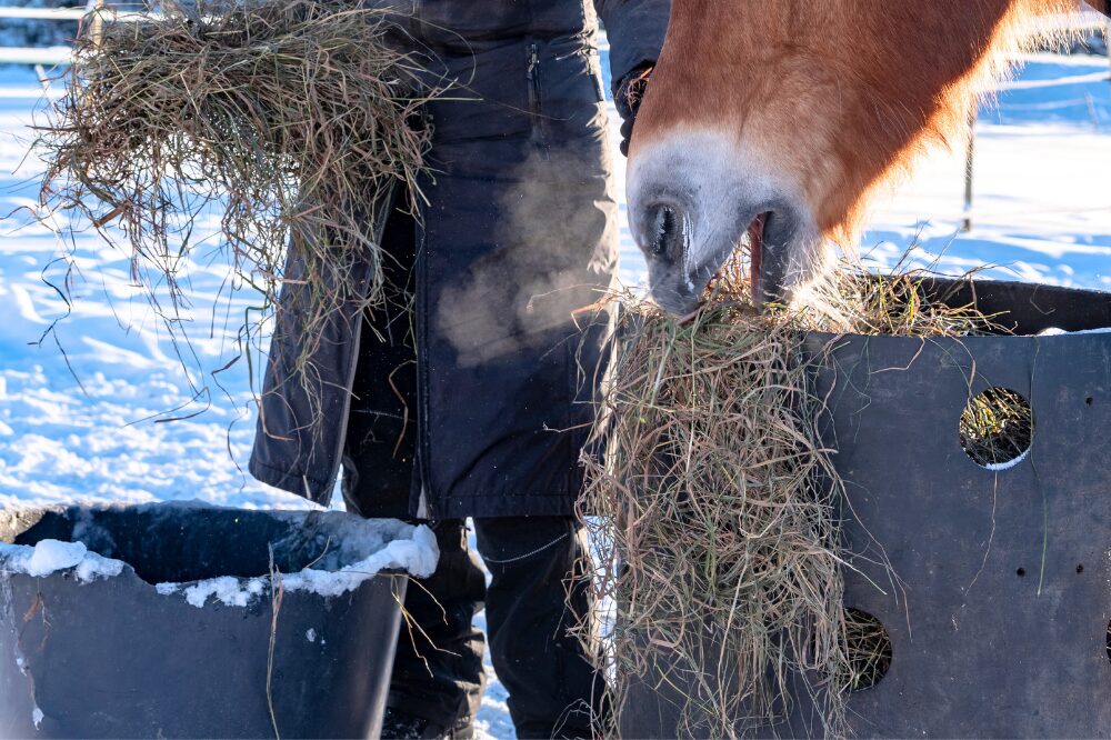 food and water setup for a horse in winter