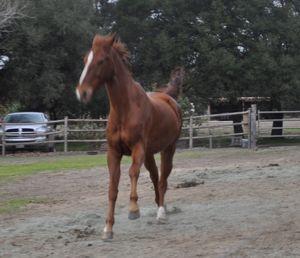 excited red horse running towards the camera