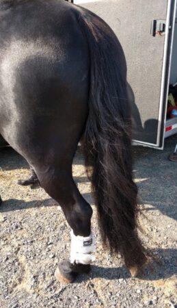 friesian tail that's thick