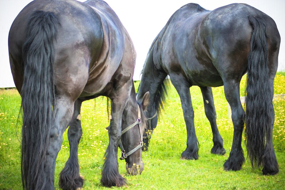 2 friesian horses with long feathers grazing together