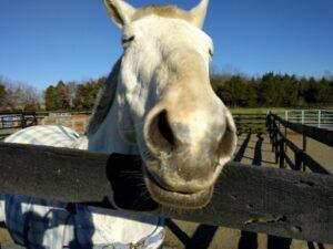fuzzy-horse-in-winter