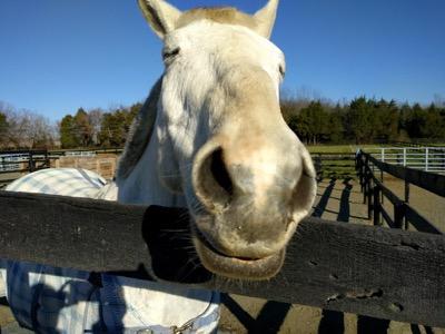 fuzzy-horse-in-winter