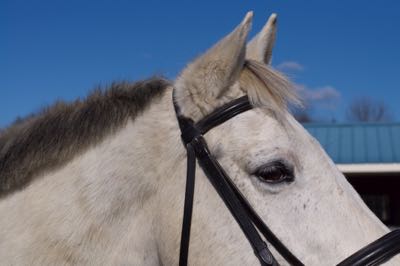 fuzzy horse with cushings in summer wearing a bridle