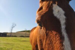 horse-with-dry-skin