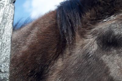 very fuzzy neck on a horse