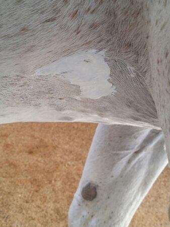 girth gall covered with zinc oxide cream