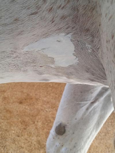 girth gall covered with zinc oxide cream