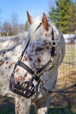 spotted horse wearing a greenguard muzzle in black