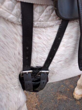 short dressage girth