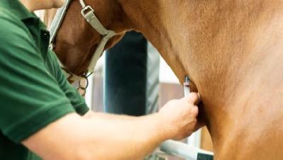 vet injecting a horse vein