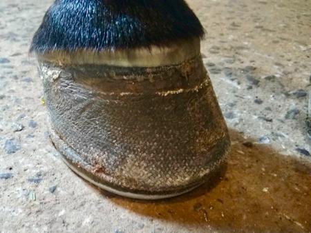close up of glue on horseshoe