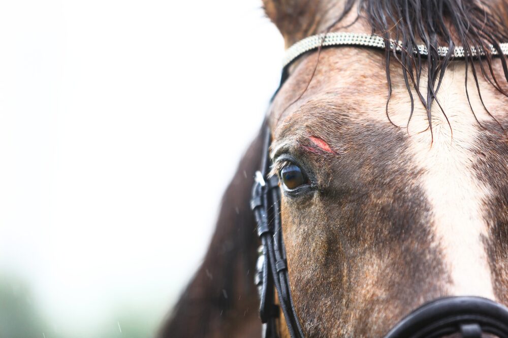 gray horse face showing a cut above the eye