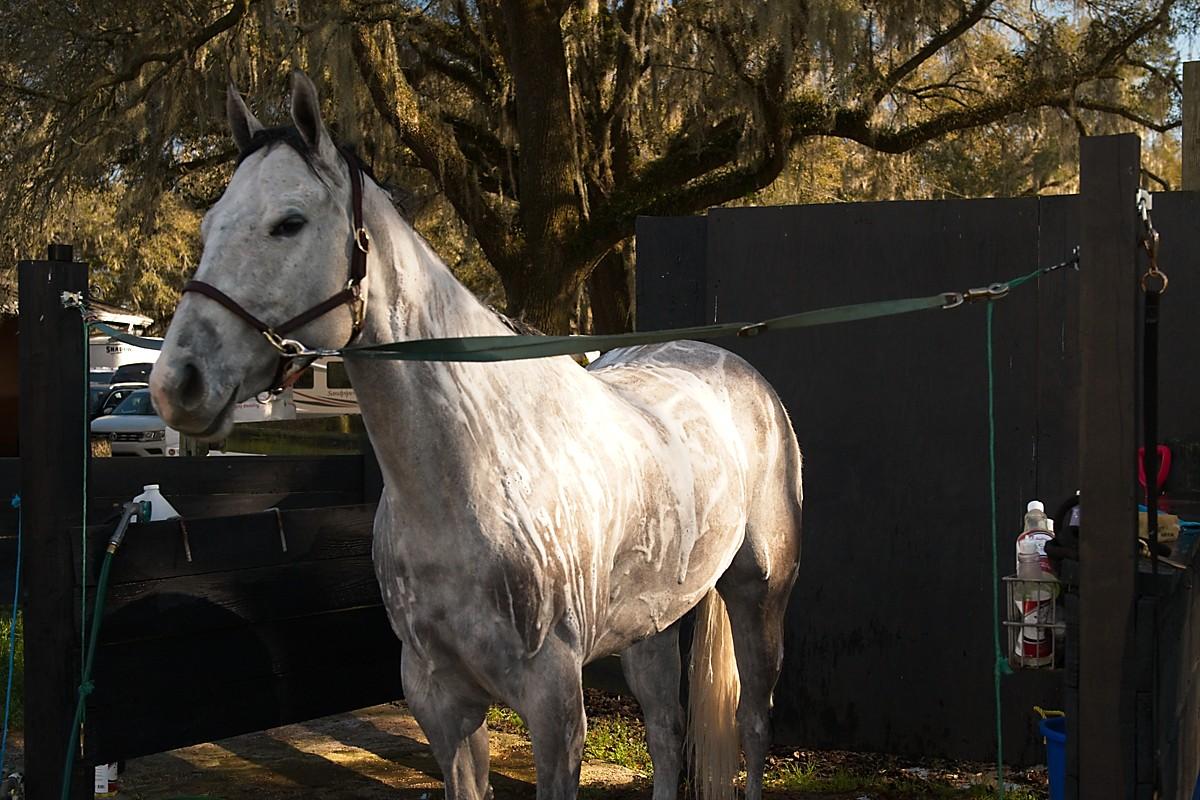 gray horse in crossties during shampoo bath