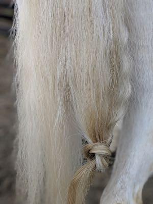 clean the tail in winter