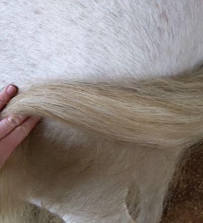dirty horse tail on gray horse