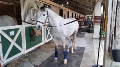 horse groomed by Tim