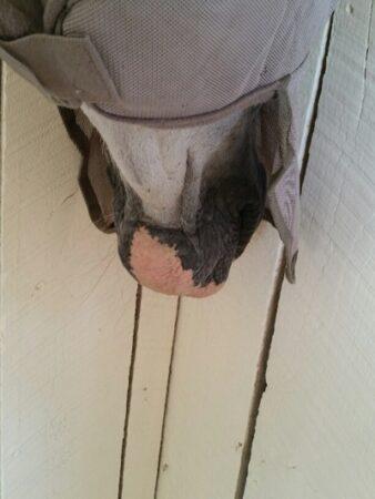 white horse chin that needs sunscreen