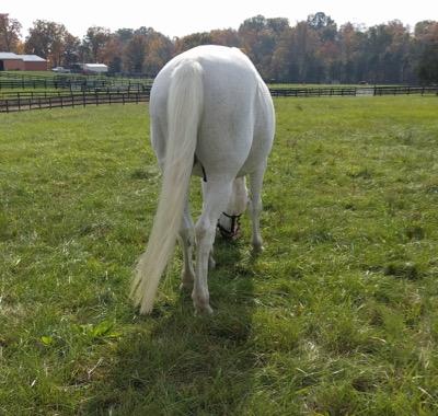 gray horse with a long tail in pasture