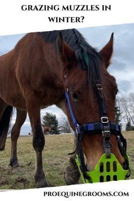 grazing muzzle in winter