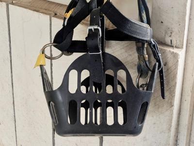 greenguard grazing muzzle on a halter