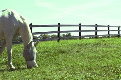 green tinted pasture to mimic what horses see