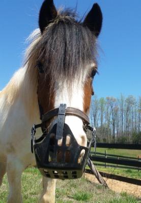 paint horse with black greenguard grazing muzzle