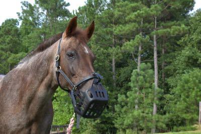 roan horse wearing a black greenguard grazing muzzle