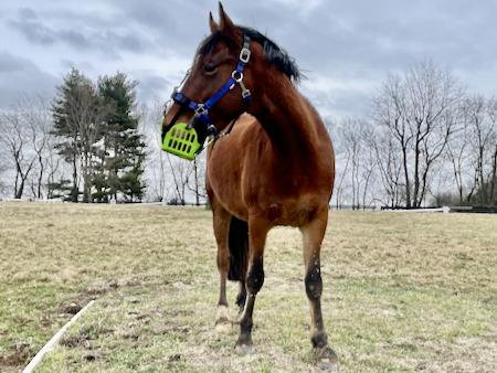 horse in field wearing a greenguard grazing muzzle