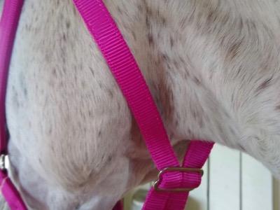 throat latch of pink halter on horse